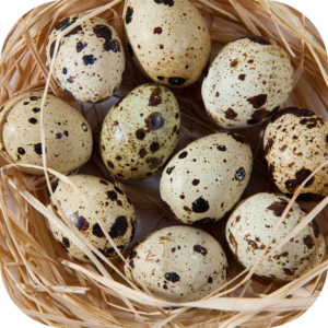 Trứng cút – Nhỏ bé nhưng giàu dinh dưỡng và nhiều giá trị cho sức khỏe